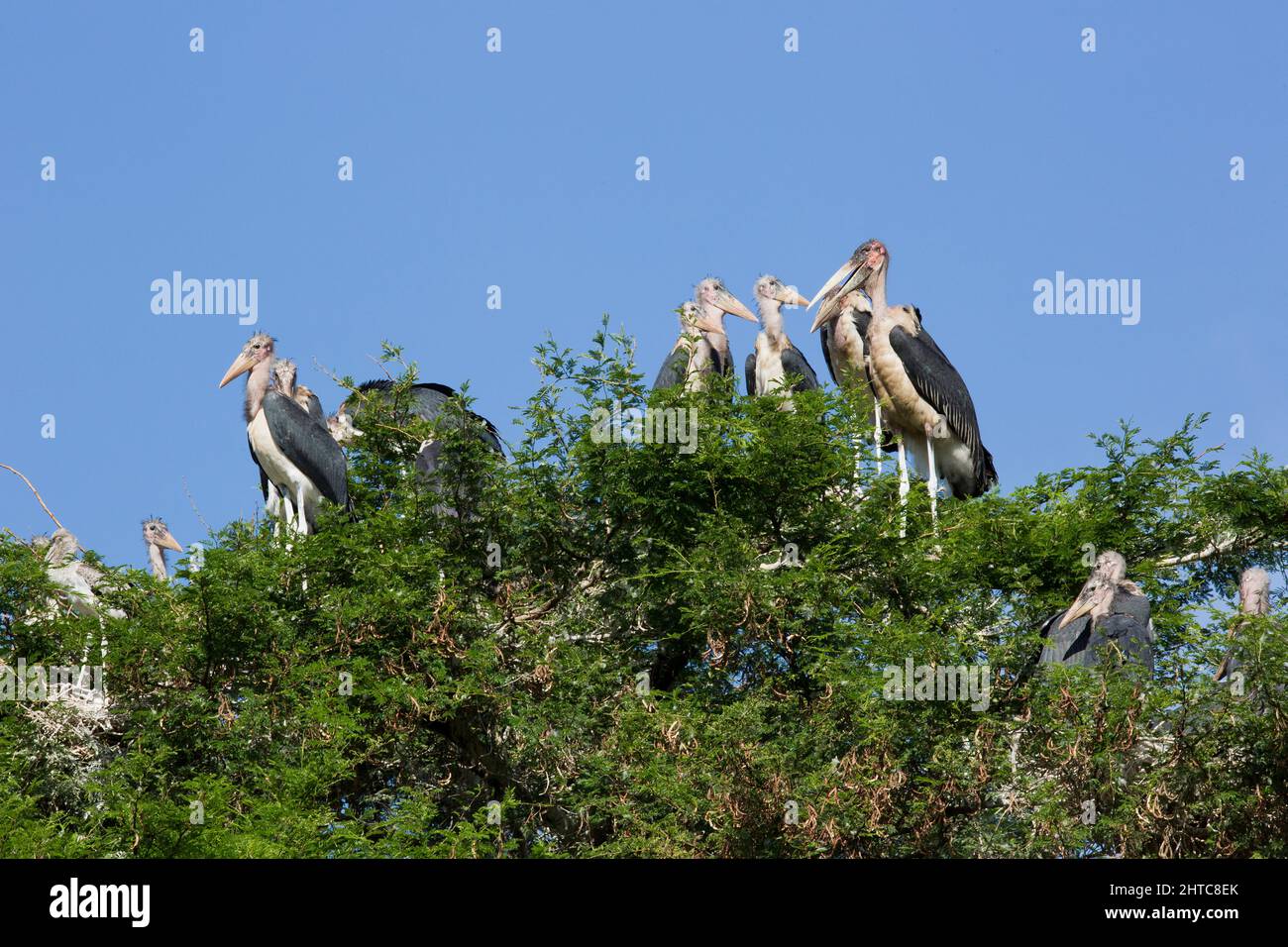 Marabou Storks (Leptoptilos crumeniferus), in seinem Baumkronennest. Dieser große Storch ist es gefunden südlich der Sahara Afrika. Es ist spezialisiert auf Scavenging, compet Stockfoto