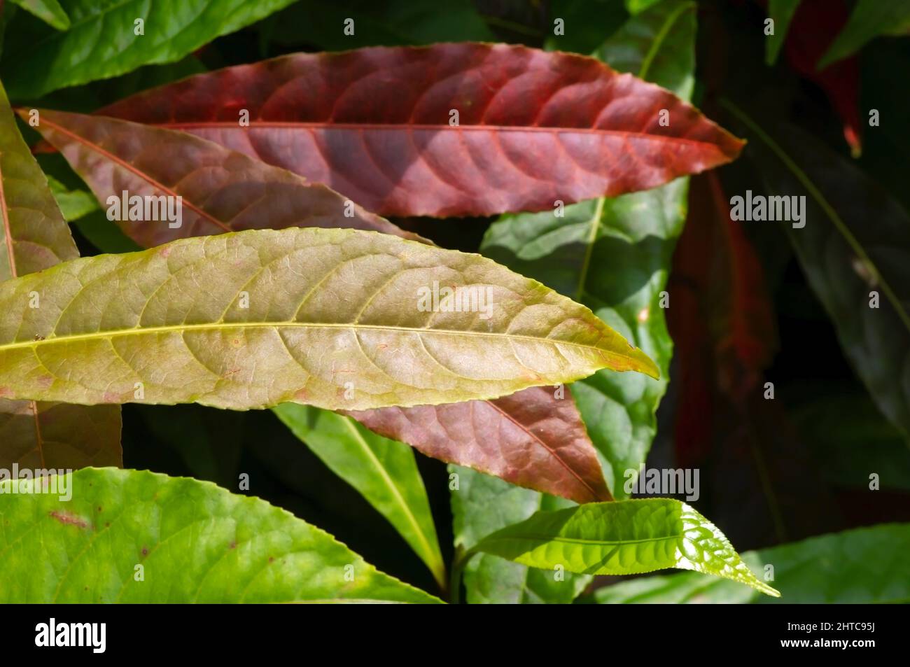Junge Genitri- oder Jenitri-Blätter (Elaeocarpus sphaericus Schum), im flachen Fokus Stockfoto