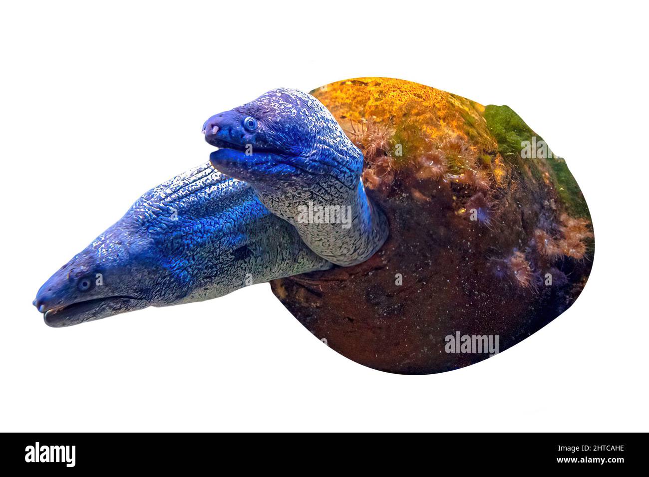 Zwei Braune Muränen isoliert auf weißem Hintergrund. Gymnothorax einfarbige Arten, die im östlichen Atlantischen Ozean und im Mittelmeer leben. Stockfoto