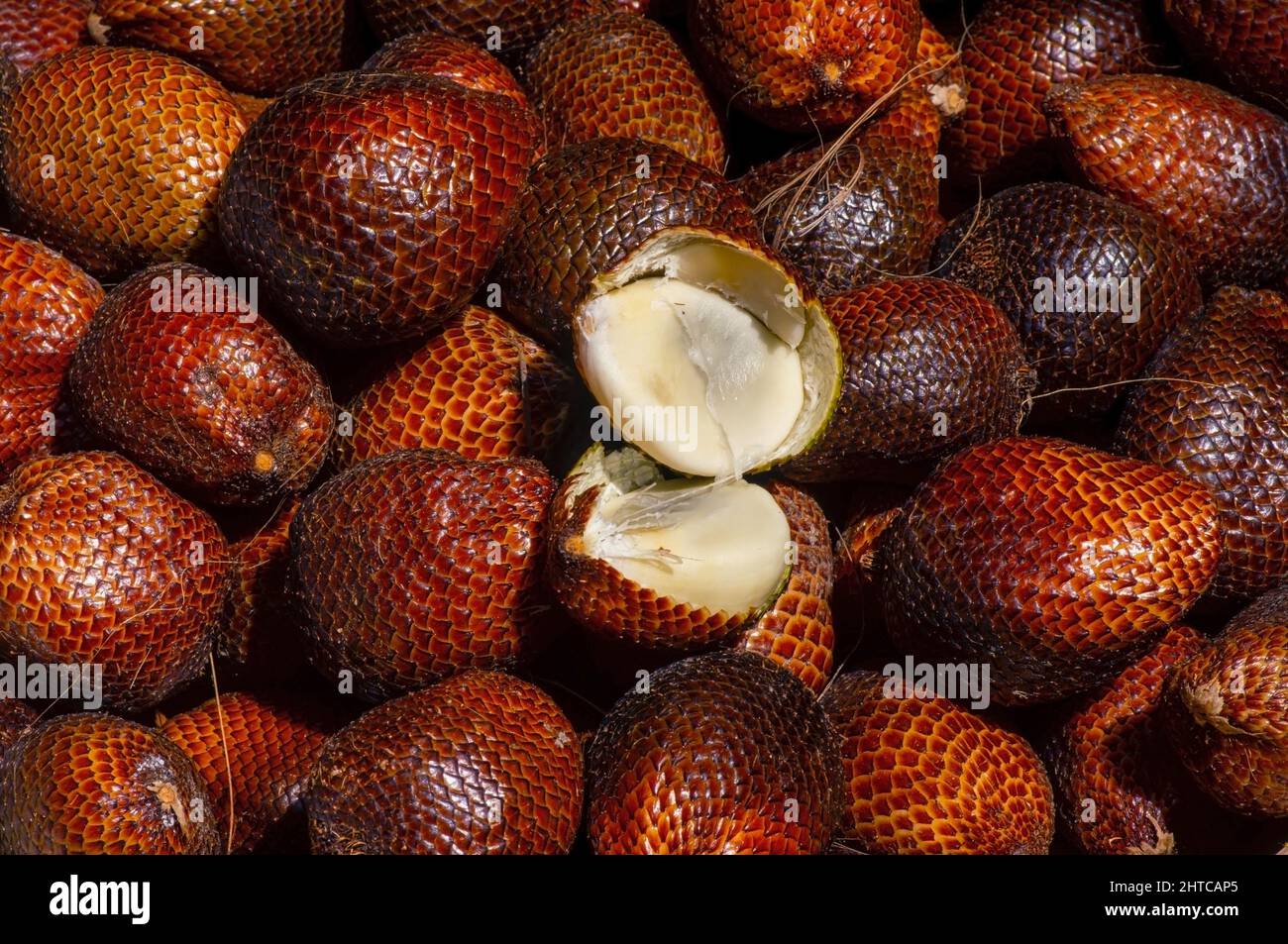 Reife Salakfrüchte (Salacca edulis oder Salacca zalacca), bekannt als Schlangenfrucht oder Schlangenhautfrucht Stockfoto