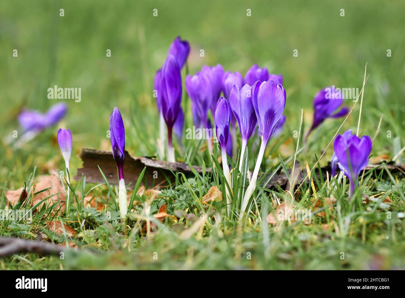 Lila Krokus Frühlingsblumen auf verschwommenem Gras Hintergrund blüht im frühen Frühjahr Stockfoto