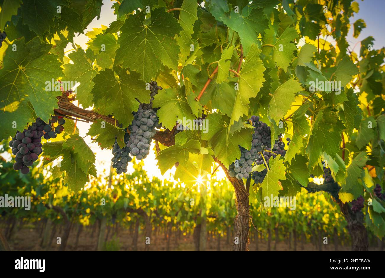 Trauben und Weinreben in Chianti Weinberg und Sonne. Nahaufnahme vor der Weinlese. Toskana, Italien Stockfoto