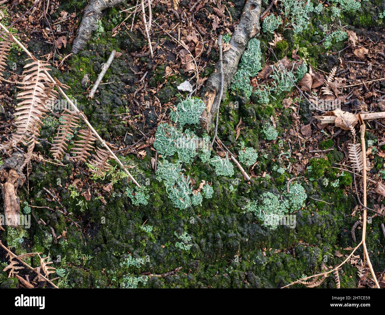 Eine Gruppe von Cladonia Flechten, die am Fuße eines Baumes im Birkenwald wachsen Stockfoto