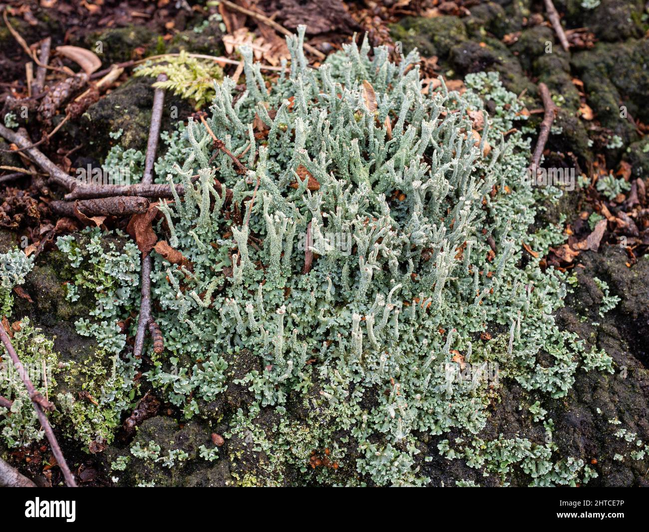 Eine Nahaufnahme eines Fleckens der grauen Flechte Cladonia macilenta, die auf einem Waldboden wächst. Stockfoto