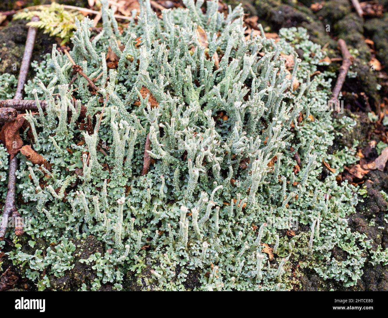Eine Nahaufnahme eines Fleckens der grauen Flechte Cladonia macilenta, die auf einem Waldboden wächst. Stockfoto