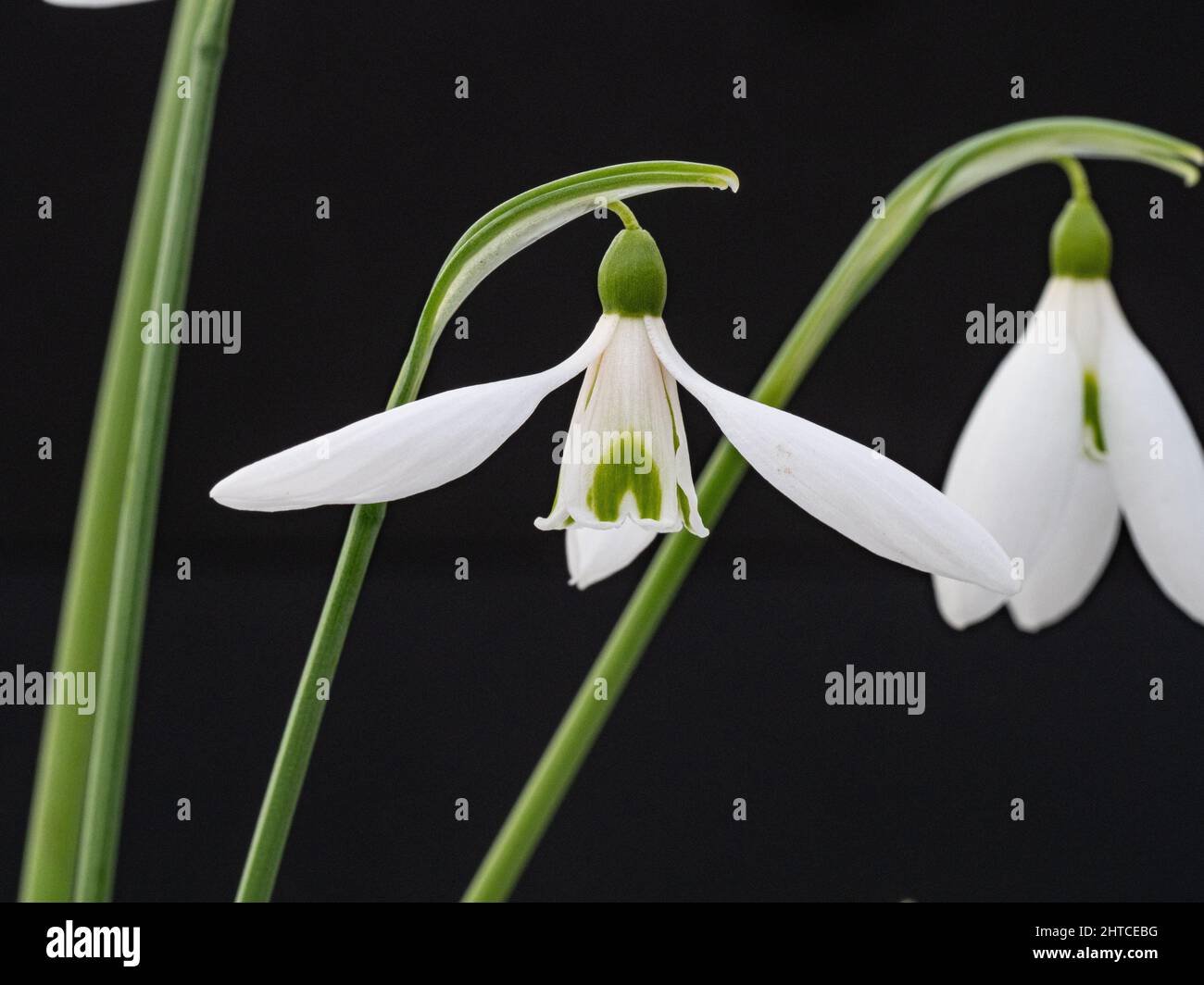 Eine Nahaufnahme einer Gruppe von Blumen des einzelnen Schneegropfes Galanthus 'Atkinsii' Stockfoto