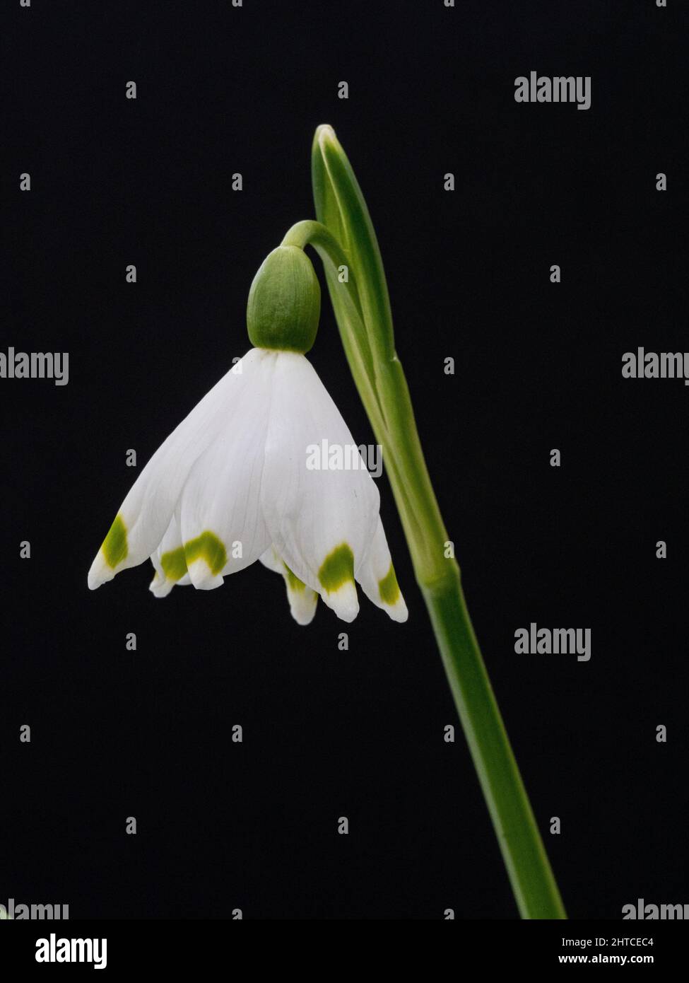 Eine Nahaufnahme einer einzelnen Blume der Frühjahrsschneeflocke Leucojum vernum vor einem schlichten Hintergrund. Stockfoto