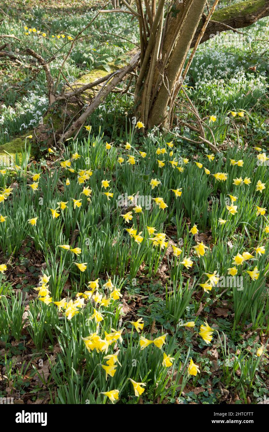 Wilde Narzissen, Fastenlilien, Narcissus pseudonarcissus und Schneeglöckchen, Galanthus nivalis, Wildblumen im Wald, Sussex, Februar Stockfoto