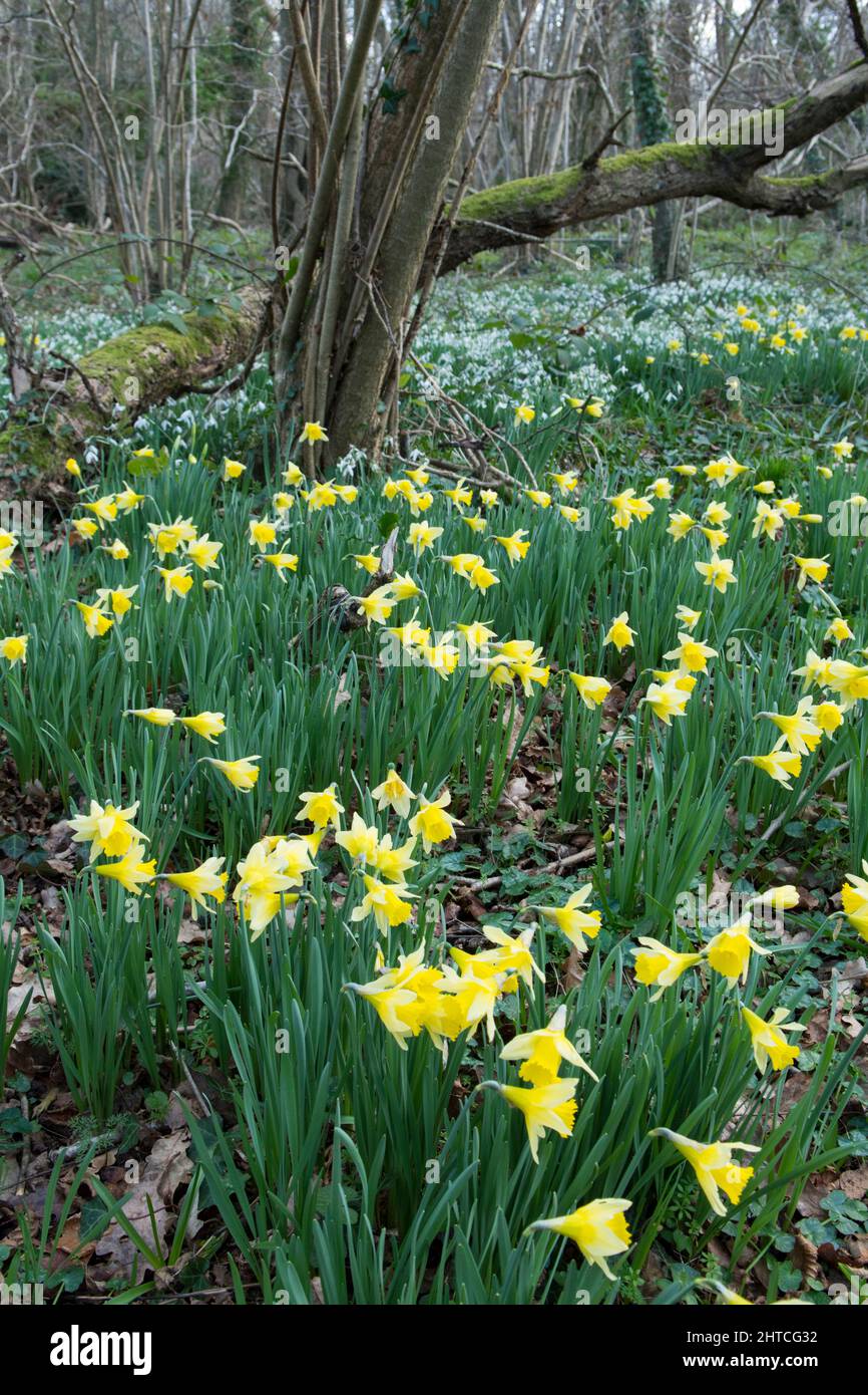 Wilde Narzissen, Fastenlilien, Narcissus pseudonarcissus und Schneeglöckchen, Galanthus nivalis, Wildblumen im Wald, Sussex, Februar Stockfoto