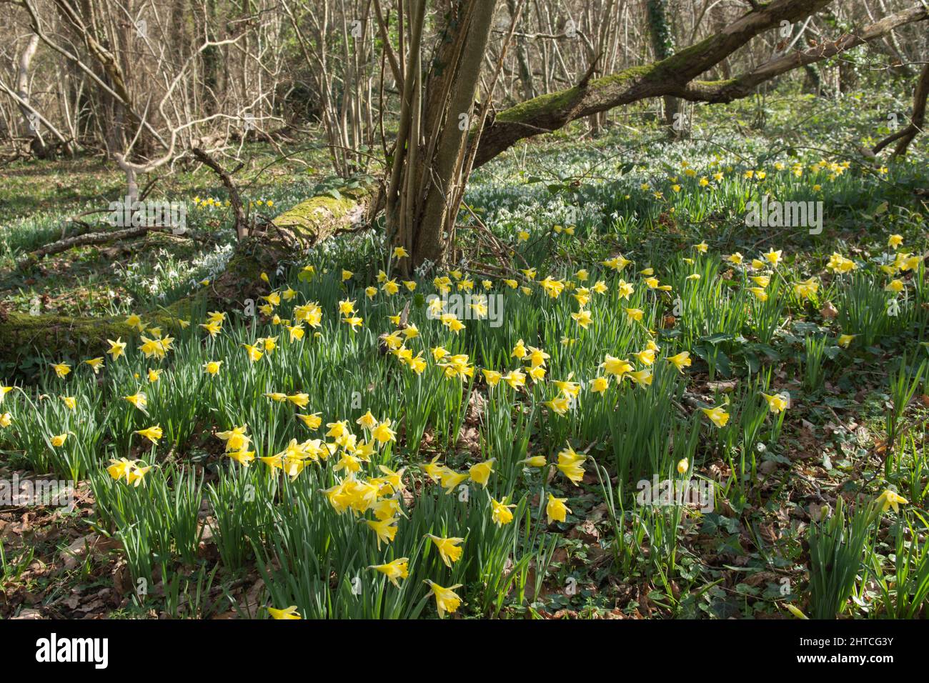 Wilde Narzissen, Fastenlilien, Narcissus pseudonarcissus und Schneeglöckchen, Galanthus nivalis, Wildblumen im Wald, Sussex, Februar Stockfoto