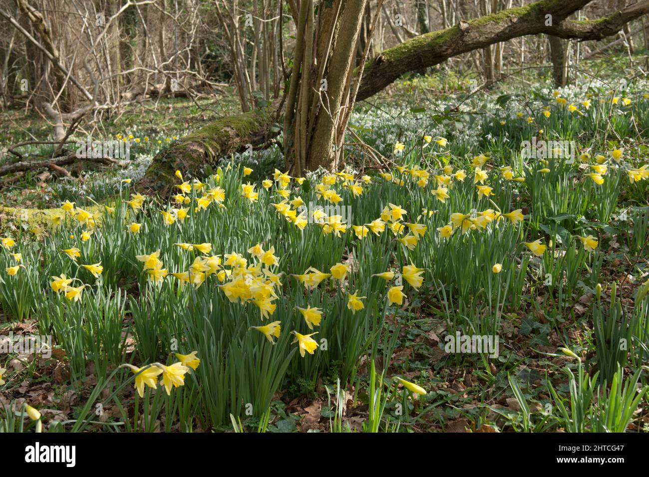 Wilde Narzissen, Fastenlilien, Narcissus pseudonarcissus und Schneeglöckchen, Galanthus nivalis, Wildblumen im Wald, Sussex, Februar Stockfoto