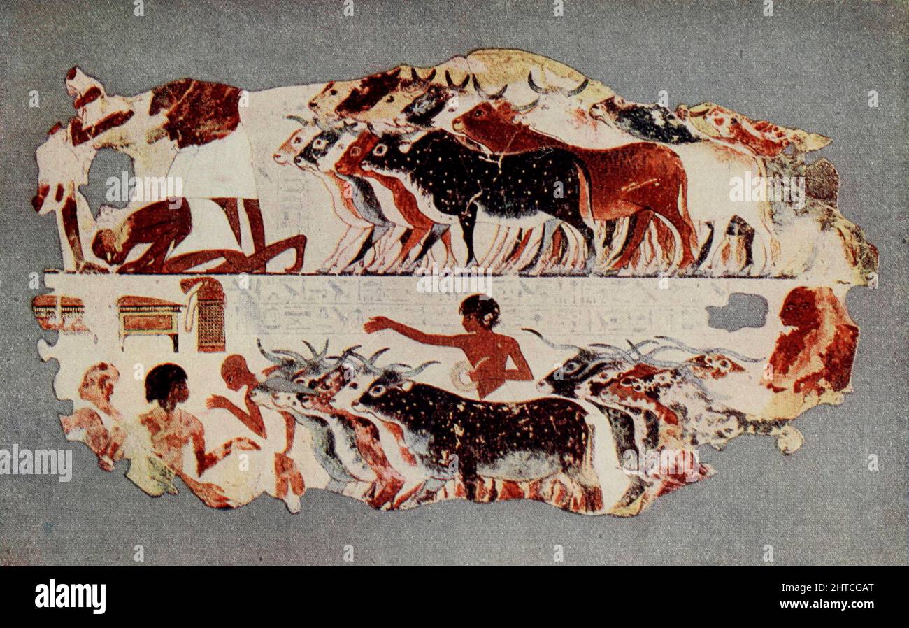 Szene, die das Fahren einer Herde von Rindern auf einer ägyptischen Farm aus einem Grab in Theben XVIII. Dynastie aus dem Buch "Mythen und Legenden: Altes Ägypten" von Lewis Spence, Veröffentlicht Boston: D.D. Nickerson 1910 Stockfoto