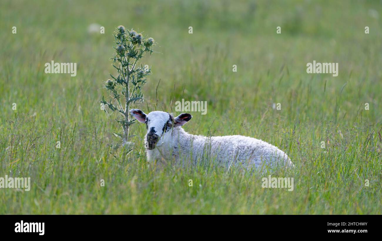Ein Lamm neben einer Distel in Schottland. Stockfoto