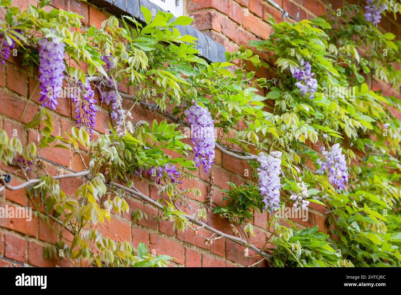 Glyzinie wächst im Frühjahr an der Hauswand, Großbritannien. Kletterreben mit Weinreben und Drahtseil unterstützt. Stockfoto
