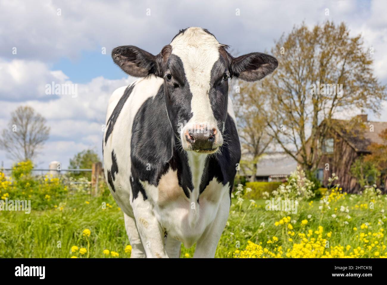 Glückliche Kuh auf einer Wiese mit Blüte brassica rapa, Feldblumen und einem blauen Himmel, in den Niederlanden Stockfoto