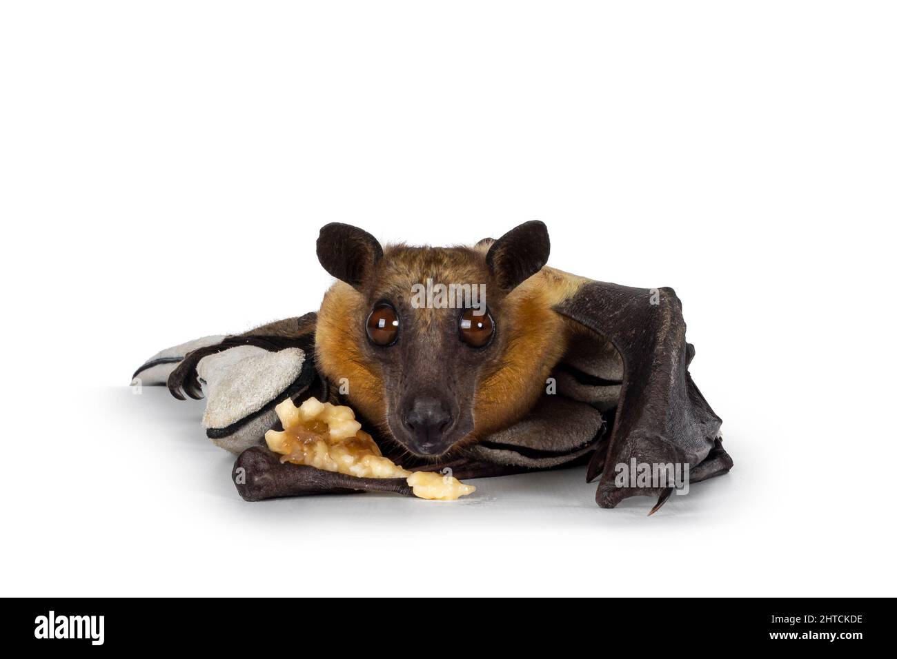 Junger erwachsener Flugfuchs, Fruchtfledermaus alias Megabat von chiroptera, mit einem Stück Banane auf Lederhandschuh gelegt. Blick direkt auf die Kamera. Isoliert auf Whi Stockfoto