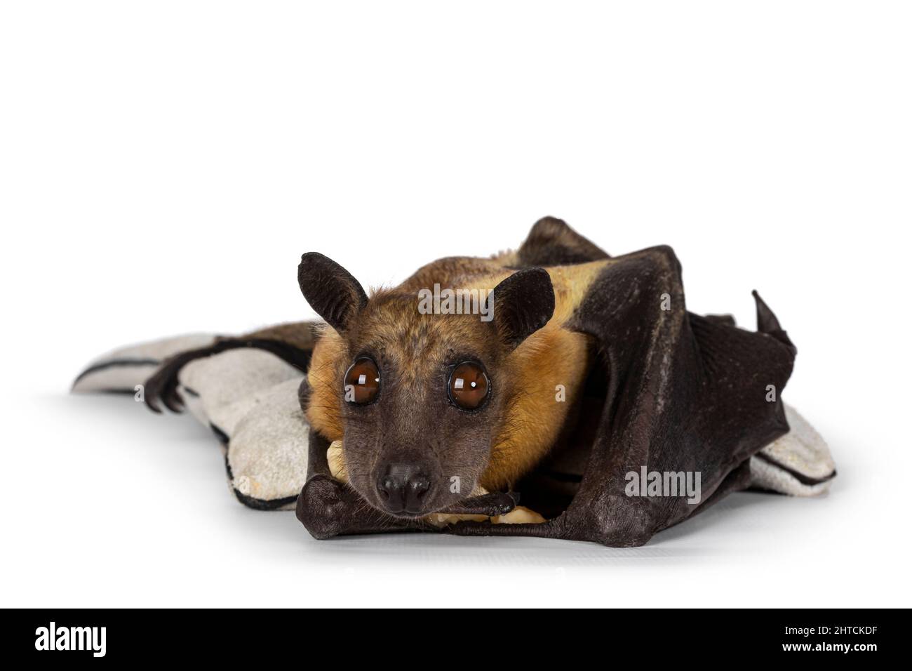 Junger erwachsener Flugfuchs, Fruchtfledermaus alias Megabat von chiroptera, mit einem Stück Banane auf Lederhandschuh gelegt. Blick direkt auf die Kamera. Isoliert auf Whi Stockfoto