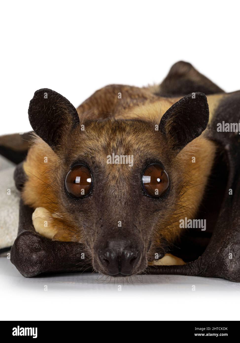 Kopfschuss eines jungen erwachsenen fliegenden Fuchses, einer Fruchtfledermaus alias Megabat von chiroptera, die mit einem Stück Banane auf einem Lederhandschuh lag. Blick direkt auf die Kamera. Ist Stockfoto