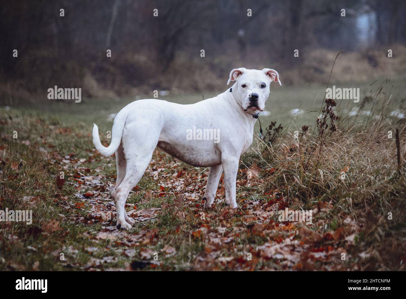 Weißer argentinischer Dogo im Herbst im Wald auf unscharfem Hintergrund Stockfoto