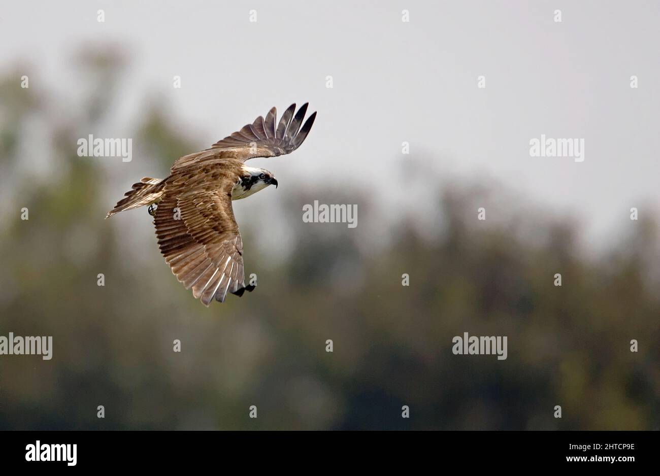 Der Fischadler oder genauer gesagt der westliche Fischadler (Pandion haliaetus) - auch als Seefalke, Flussfalke und Fischfalke - ist ein tagnisches, fischfressendes b Stockfoto