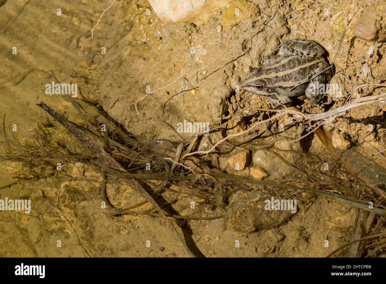 Levant Water Frog oder Bedriagas Frosch, Pelophylax bedriagae, auf Schlamm im Süßwasserpool, Gozo, Malta Stockfoto