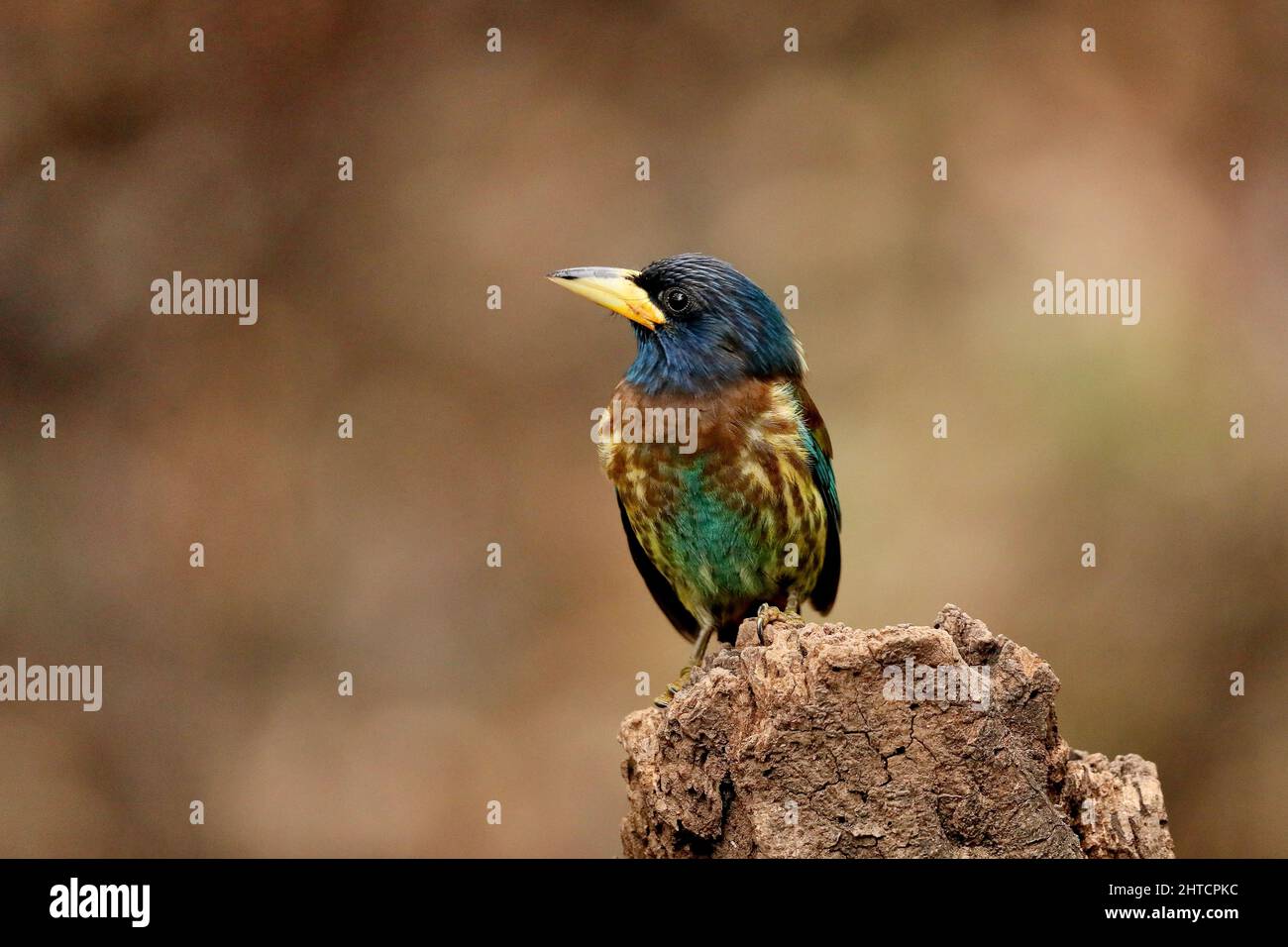 Great Barbet, Megalaima virens, Sattal, Uttarakhand, Indien Stockfoto