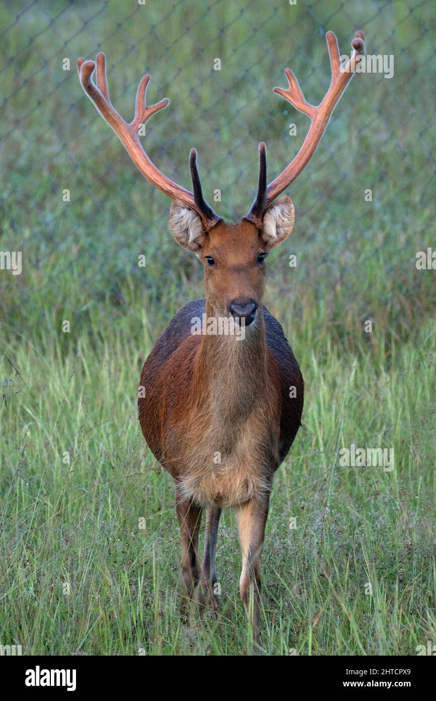 Barasingha-Hirsch mit neuem Geweih, Rucervus duvaucelii, Kanha-Nationalpark, Madhya Pradesh Stockfoto