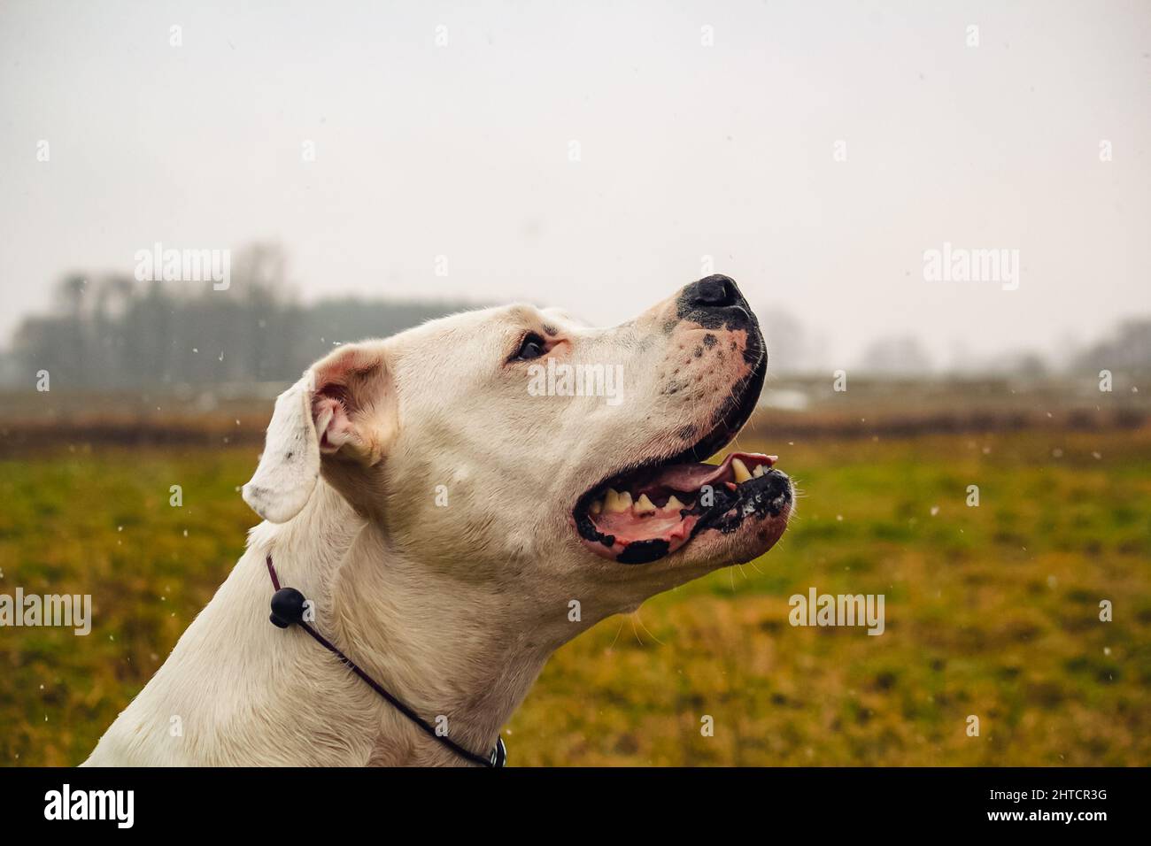 Nahaufnahme eines weißen argentinischen Dogo im Herbst im Wald auf unscharfem Hintergrund Stockfoto