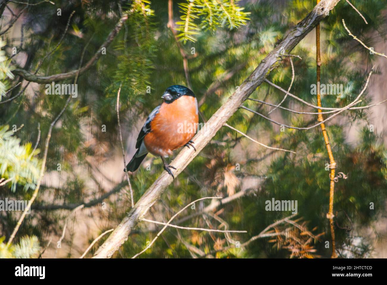 Eurasischer Gimpel, Gimpel - eine Art von kleinen Vögeln aus der schuppigen Familie, die Eurasien bewohnen. Stockfoto