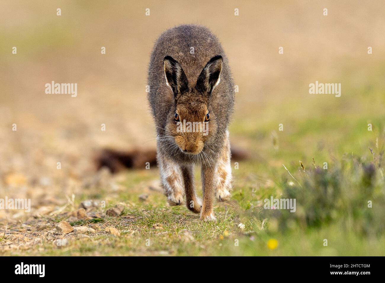 Running Mountain Hase, Orkney, Schottland Stockfoto
