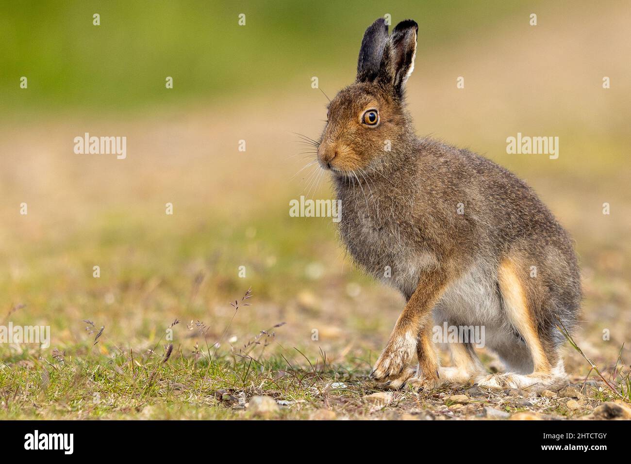 Berghaare im Sommermantel, Orkney, Schottland Stockfoto