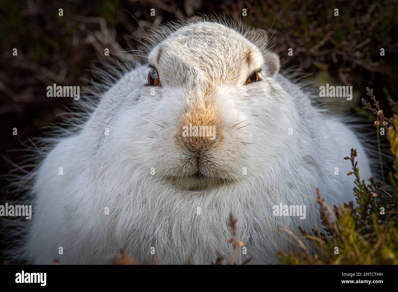 Berghaare im Wintermantel aus nächster Nähe, Schottland Stockfoto