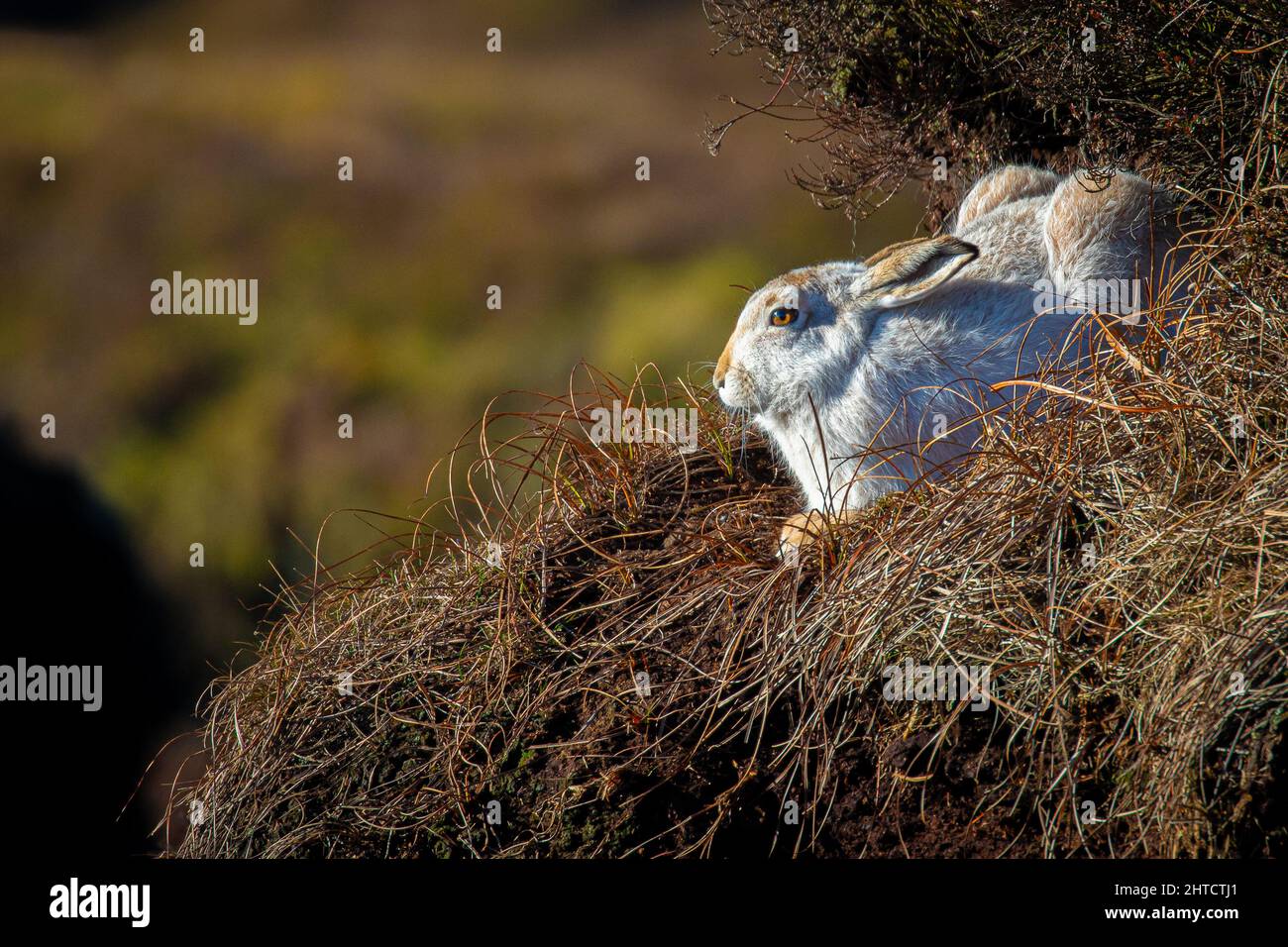 Berghase im Wintermantel, Peak District Stockfoto