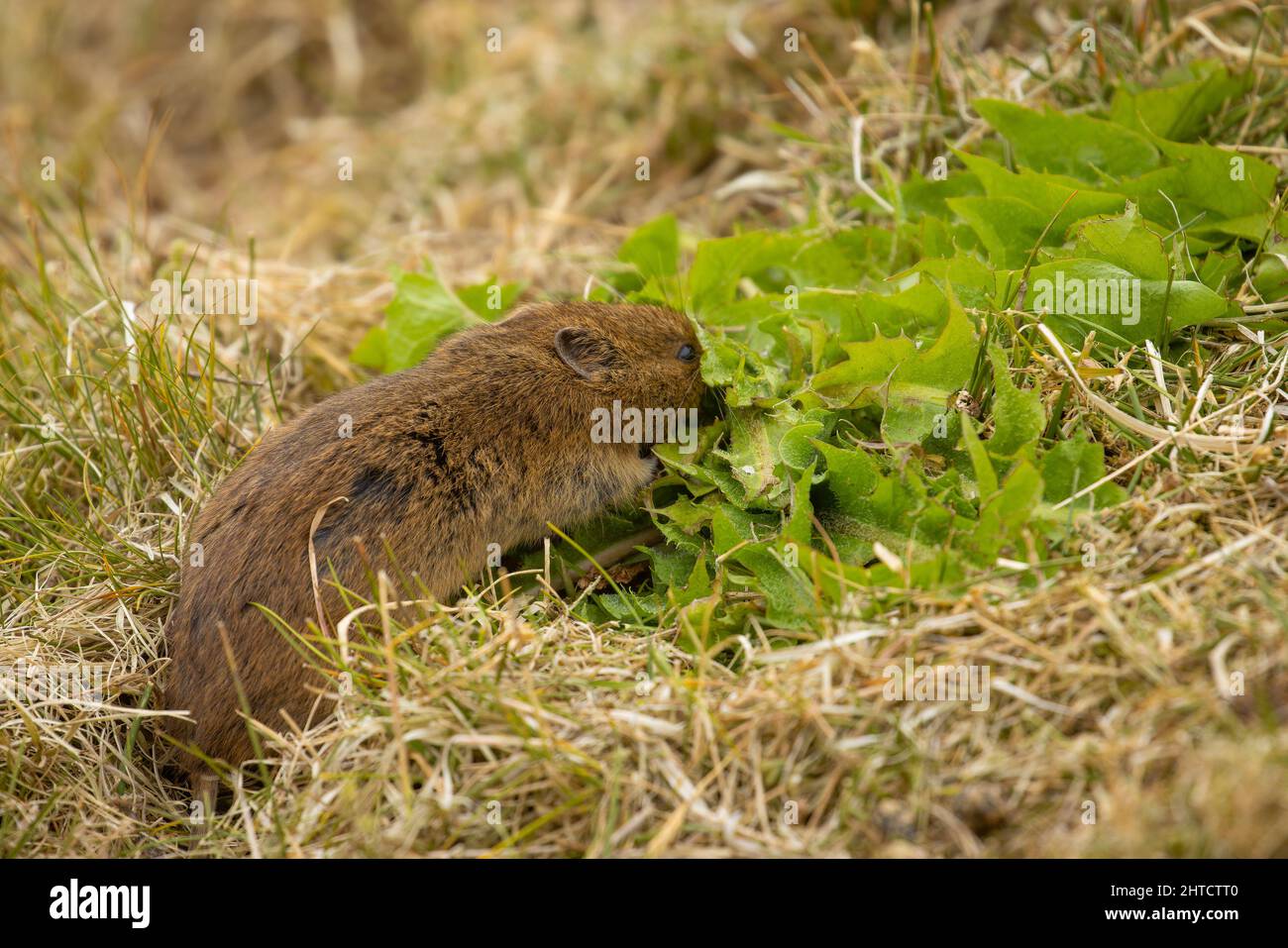 Orkney-Wühlmaus, Orkney, Schottland Stockfoto