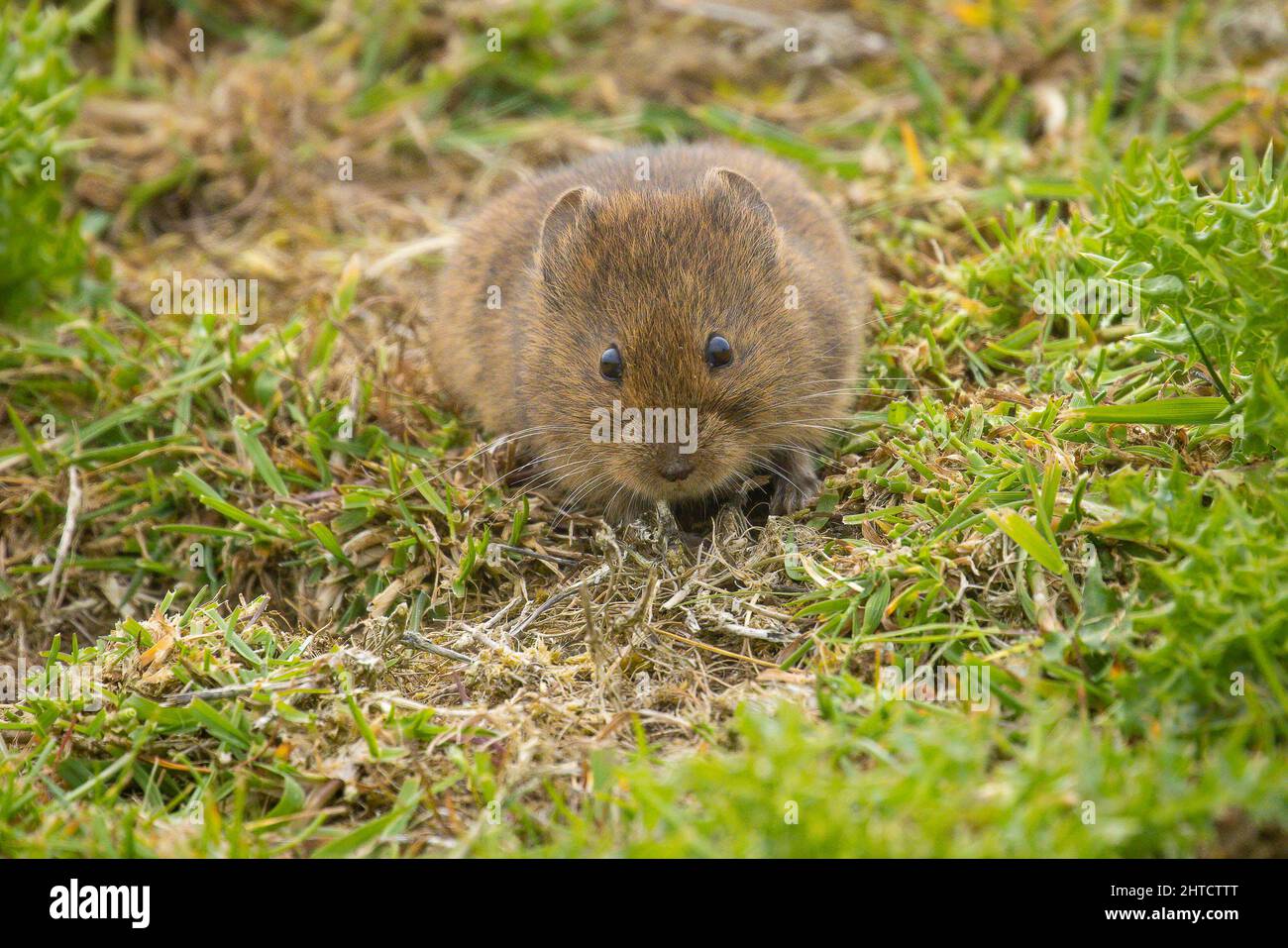 Orkney-Wühlmaus, Orkney, Schottland Stockfoto