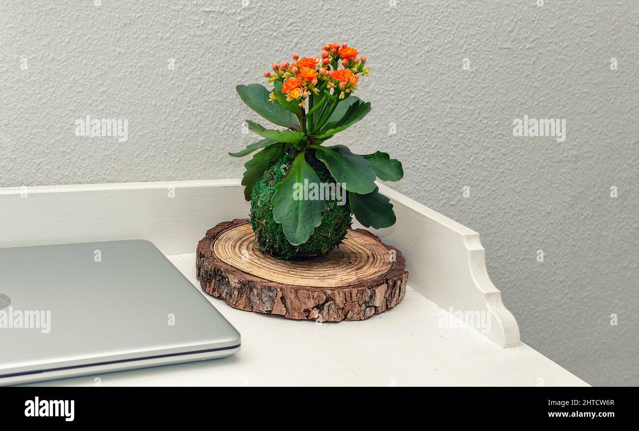 Blätter einer Sukkulente namens Haworthia fasciata auf weißem Grund. Kokedama. Stockfoto