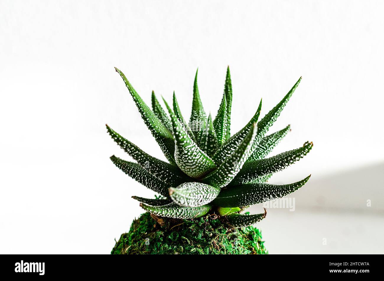 Blätter einer Sukkulente namens Haworthia fasciata auf weißem Grund. Kokedama. Stockfoto