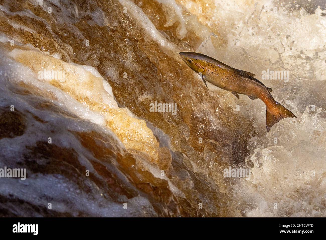 Lachs springt während des Lachs-Laufs einen Wasserfall hoch. Yorkshire UK Stockfoto