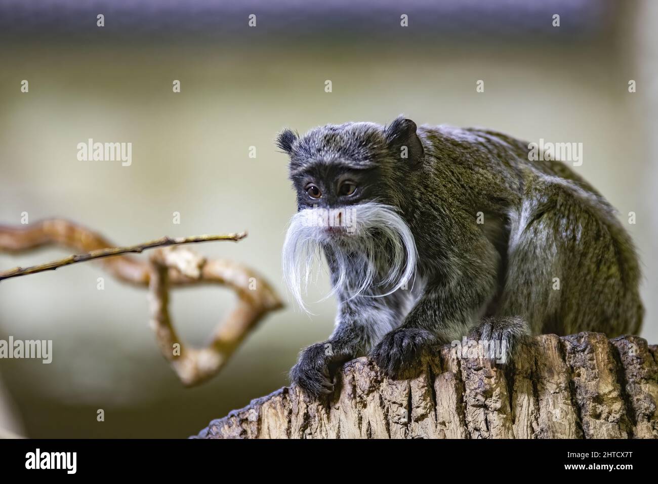 Eine Nahaufnahme eines Tamarins, der auf einem Holzpfosten sitzt und geradeaus im Zoo blickt Stockfoto
