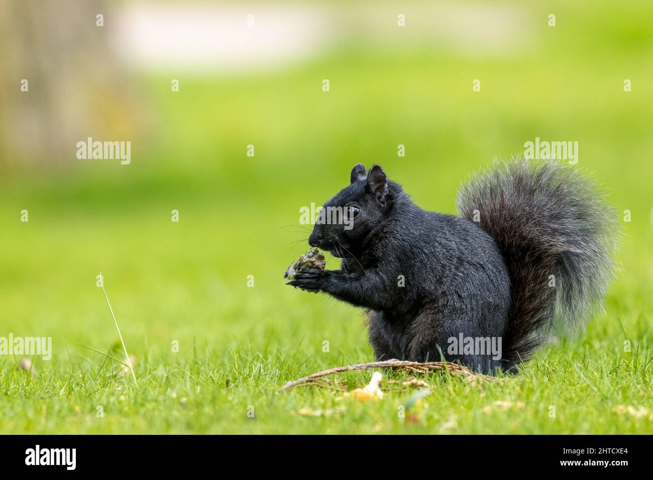 Melanistisches schwarzes Eichhörnchen, England Stockfoto