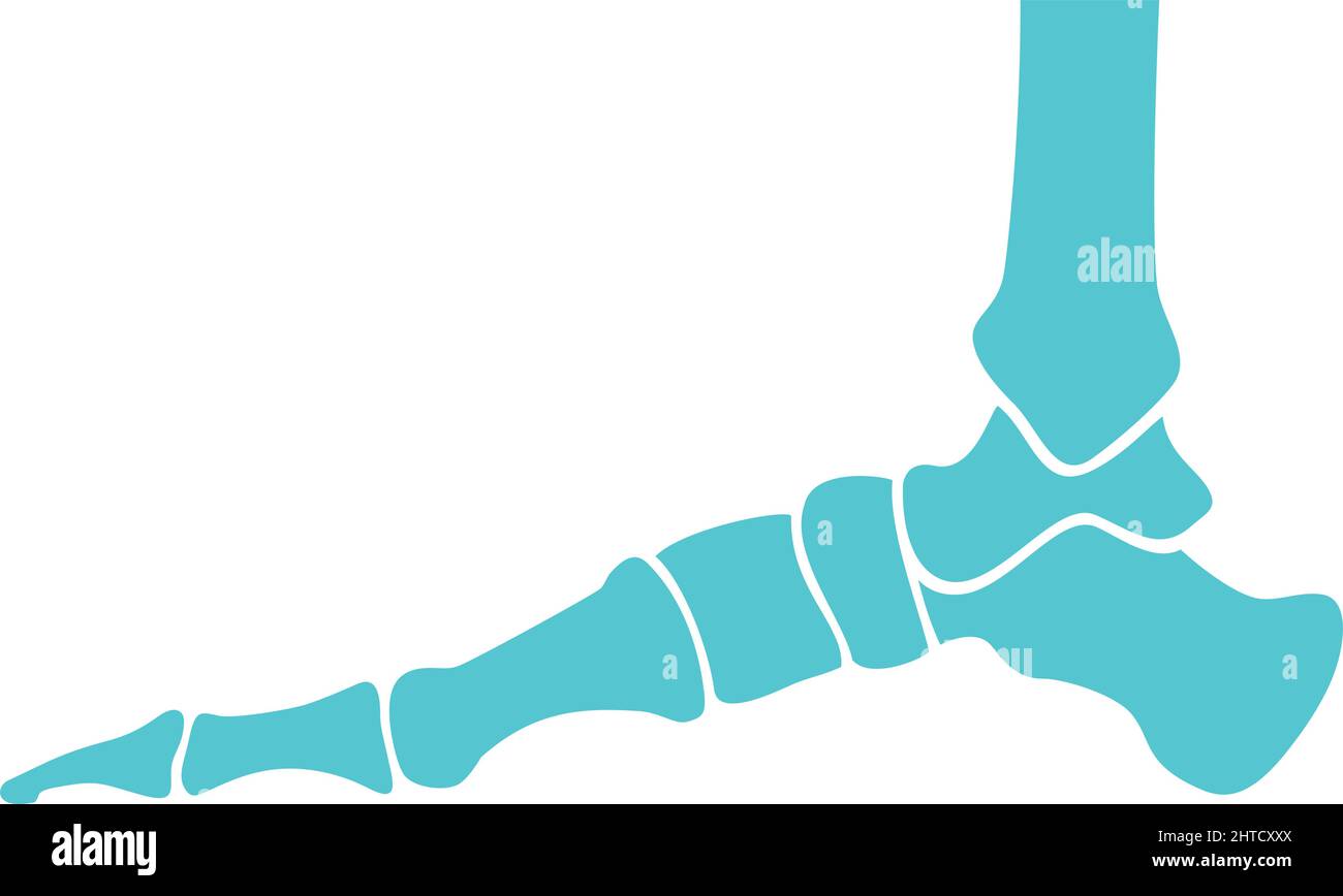 Vektordarstellung der menschlichen Fußknochen (Skelett, Anatomie) Stock Vektor