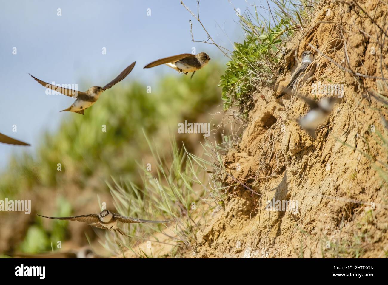 Eine Nahaufnahme des sandmartins. Riparia riparia oder europäische Sand-martins, Uferschwalben. Stockfoto