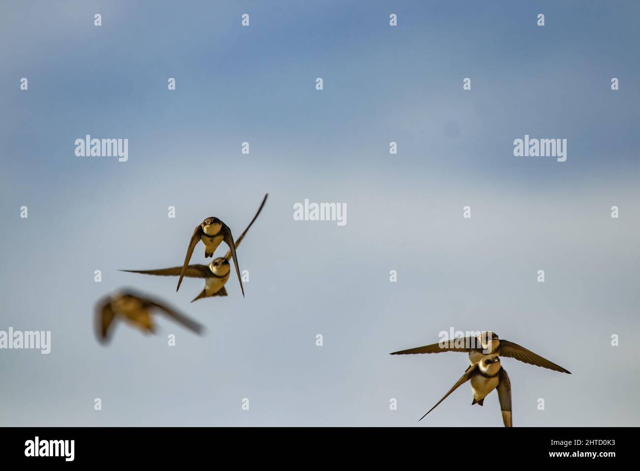 Eine Nahaufnahme des sandmartins. Riparia riparia oder europäische Sand-martins, Uferschwalben. Stockfoto