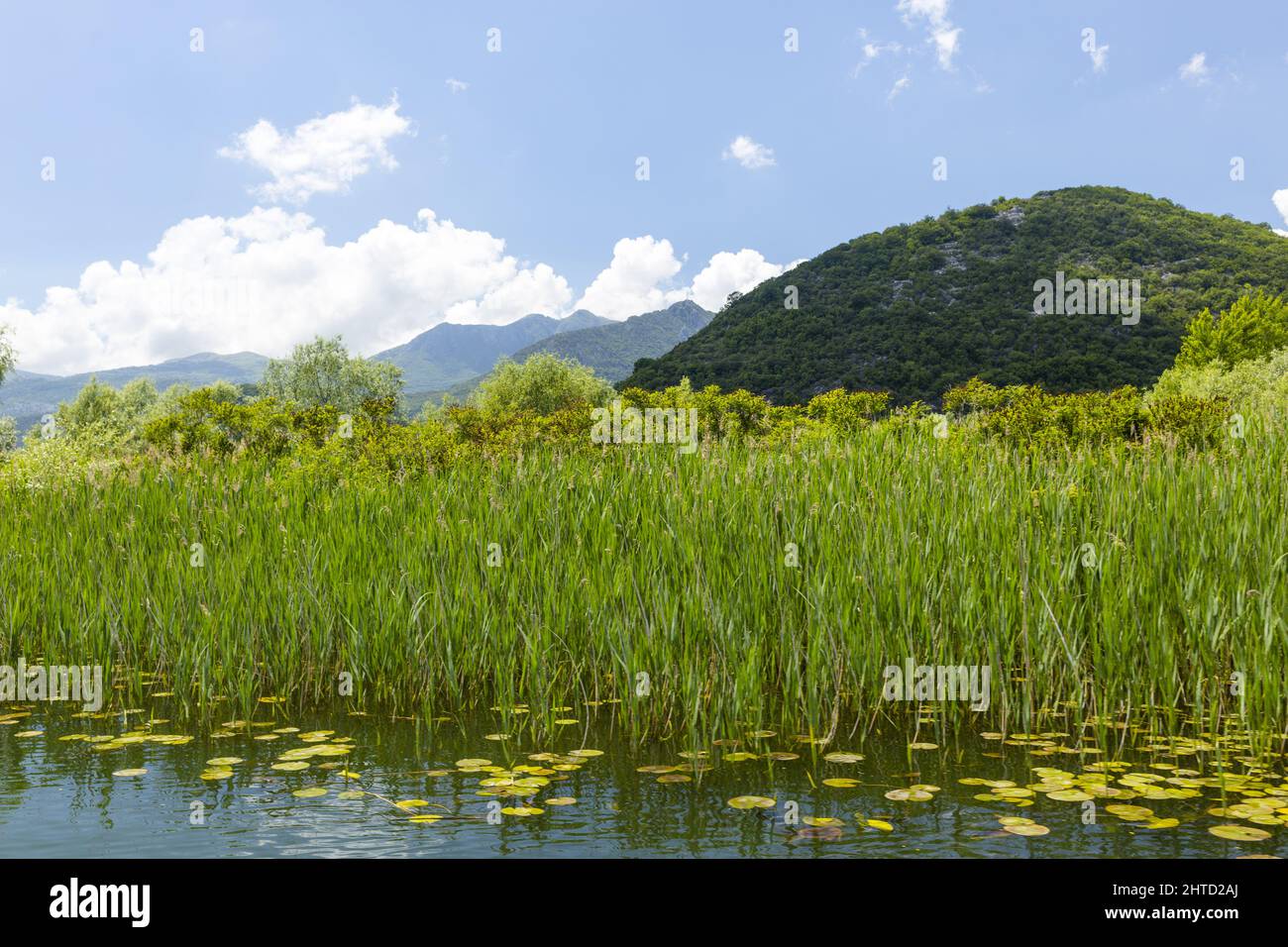 Der ruhige Shkodra-See und die umliegenden grünen Hügel in Virpazar, Montenegro Stockfoto
