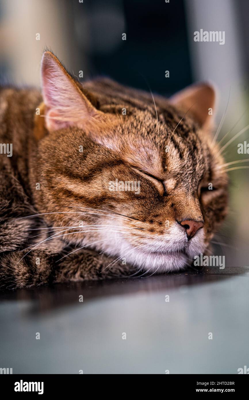 Vertikale Nahaufnahme einer niedlichen Katze, die auf dem Boden schläft - ideal für Tapeten Stockfoto