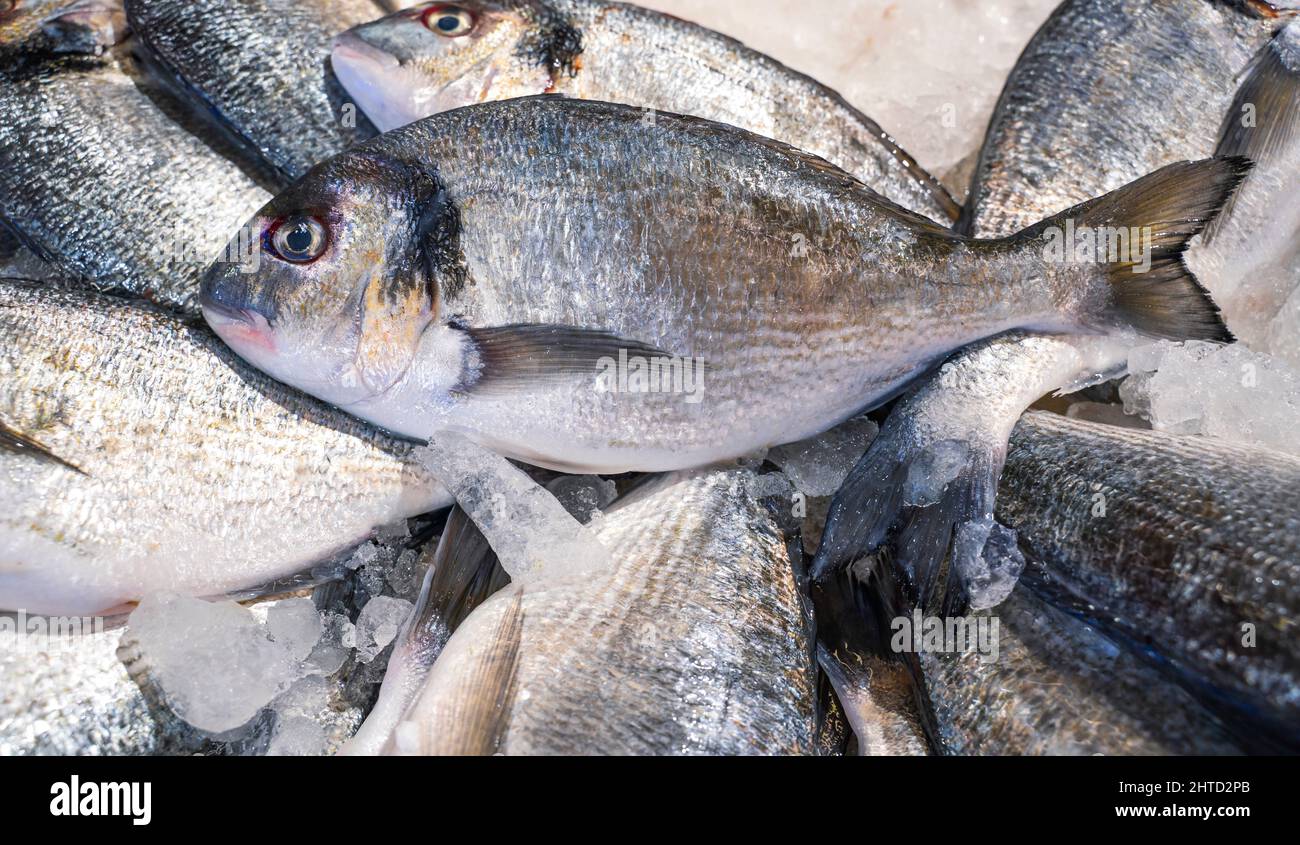 Dorado royale, Brassen, auf dem Fischmarkt. Blick auf frischen Fisch. Stockfoto