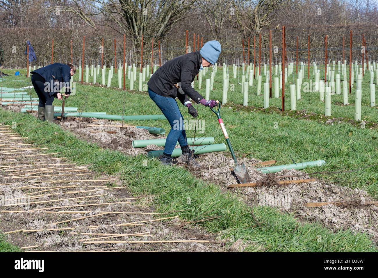 Freiwillige bei einer Baumbepflanzung und Heckenbepflanzung im Hartley Wine Estate in Hampshire, England, Großbritannien Stockfoto