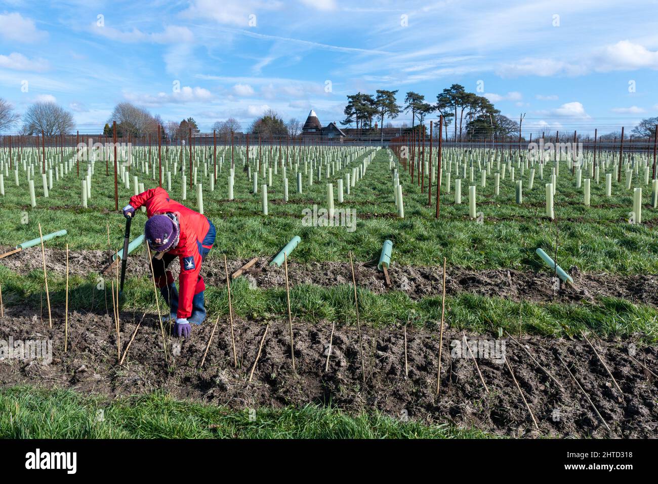 Volunteer bei einer Baumbepflanzung und Heckenbepflanzung im Hartley Wine Estate in Hampshire, England, Großbritannien Stockfoto