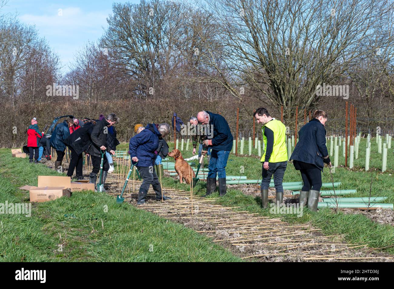 Freiwillige bei einer Baumbepflanzung und Heckenbepflanzung im Hartley Wine Estate in Hampshire, England, Großbritannien Stockfoto