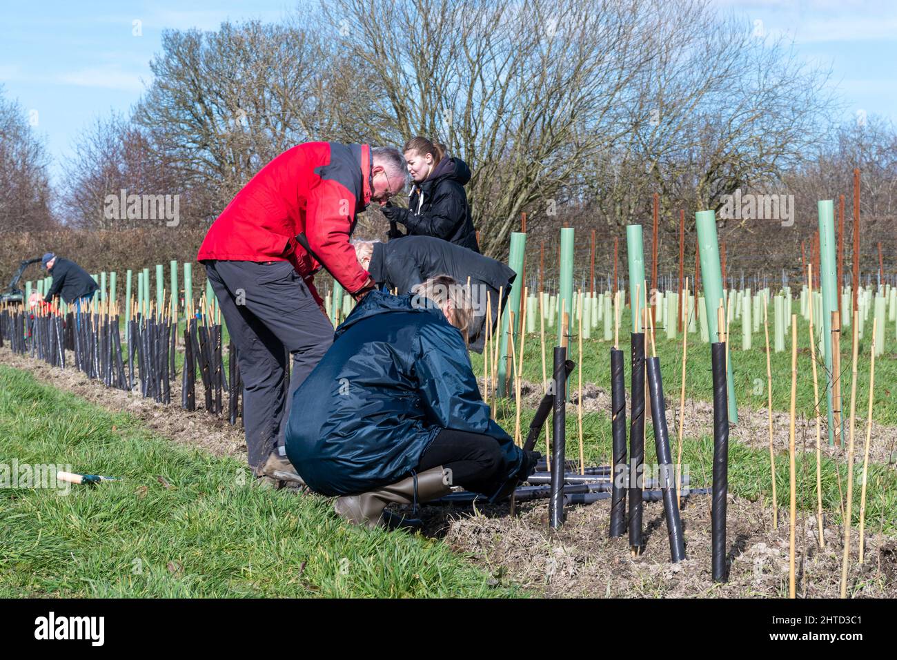 Freiwillige bei einer Baumbepflanzung und Heckenbepflanzung im Hartley Wine Estate in Hampshire, England, Großbritannien Stockfoto